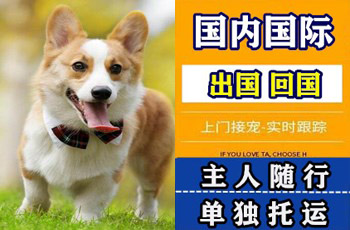 河东区宠物托运公司河东区宠物托运公司河东区宠物托运公司