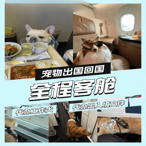 河东区宠物托运到白俄罗斯宠物入境规定和要求